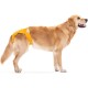 Ein Golden Retriever trägt eine leuchtend gelbe Hundewindel, die sein Seitenprofil vor einem weißen Hintergrund zeigt.
