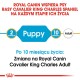 Wsparcie Royal Canin dla Cavalier King Charles Spaniels na wszystkich etapach życia, z tekstem wskazującym na przejście z jedzenia dla szczeniąt na jedzenie dla dorosłych.