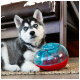 Sibirischer Huskywelpe mit blauen Augen liegt auf einem Teppich neben einem roten und transluzent-blauen Leckerli-Spender-Spielzeug.