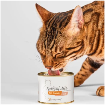 Braun-getigerte Katze leckt Nassfutter aus einer geöffneten Dose mit der Aufschrift 'feinstes Katzenfutter 95% Fleischanteil Ente Lucky-Kitty'.