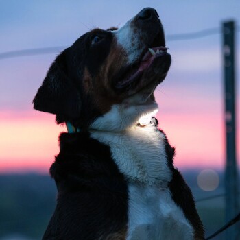 Berner Sennenhund mit einem leuchtenden Halsband, der gegen einen bunten Sonnenuntergang nach oben schaut.