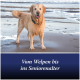 Nasser Golden Retriever am Strand mit nassem Fell und Halsband; sichtbarer Text: “Vom Welpen bis ins Seniorenalter”.