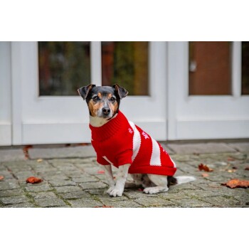 Kleiner Hund in einem rot-weiß gestreiften Pullover mit Schneeflockenmuster, sitzt auf Steinpflaster vor weißen Türen.