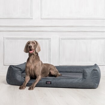 Ein Weimaraner-Hund, der auf einem braunen Haustierbett in einem modernen Wohnzimmer mit einem braunen Sofa und einem Couchtisch im Hintergrund entspannt.