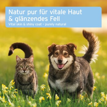 Getigerte Katze und lächelnder Hund stehen auf einer Wiese mit gelben Blumen. Text: 'Vitale Haut & glänzendes Fell – rein natürlich'