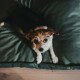 Ein kleiner Hund mit großen, ausdrucksvollen Augen sitzt auf einem grünen Haustierbett und schaut direkt in die Kamera.