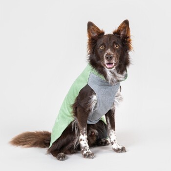 Ein glücklicher braun-weißer Hund trägt einen zweifarbigen Kapuzenpullover, grün und grau, und sitzt vor einem schlichten weißen Hintergrund.