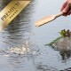 Eine Hand gießt hochwertiges Haustierfutter aus einer Holzschaufel in einen Teich und erzeugt Wellen im Wasser.