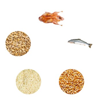 Bild zeigt ein geröstetes Huhn, einen Fisch und vier kreisförmige Abschnitte verschiedener Körner: Gerste, Reis, Hirse und Mais.