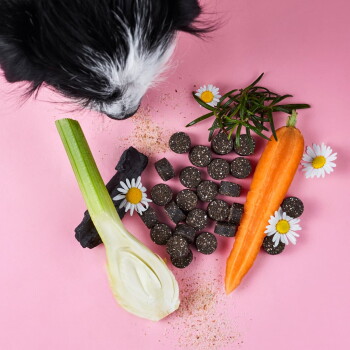 Ein schwarz-weißer Hund schnüffelt an verschütteten dunkelbraunen Haustierleckerlis aus einem grünen und rosa Behälter mit der Aufschrift "Dampfle Drops" auf einem rosa Hintergrund.