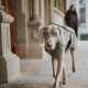 Hundemantel Uppsala Trend khaki 60 cm