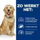 Golden retriever met een blauwe halsband naast tekst over de voordelen van huisdier supplementen: omega-3, glucosamine, chondroïtine, L-carnitine, antioxidanten.