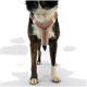 Seitenansicht eines mittelgroßen Hundes, der ein beiges Geschirr mit roten dekorativen Mustern trägt, vor einem schlichten weißen Hintergrund.