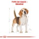 Illustration d'un chien Beagle avec des mesures et le texte "TYPE DE RACE : BEAGLE" en rouge gras en haut.