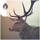 Nahaufnahme eines majestätischen Rehs mit großen Geweihen in einem nebligen Wald, mit einem "100% GEWEIHABWERF"-Logo in der oberen linken Ecke.