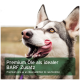 Nahaufnahme eines glücklichen sibirischen Huskys, der sich die Lippen leckt, mit überlagertem Text über Premiumöle für die Rohfütterung.