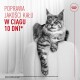 Kot rasy Maine Coon zwisający z fotela; czerwony polski napis 'Poprawa jakości kału w ciągu 10 dni*' i logo korony Royal Canin