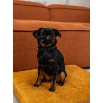 Ein kleiner schwarz-brauner Hund sitzt auf einem gelben Kissen vor einem braunen Sofa und schaut aufmerksam in die Kamera.