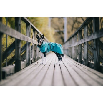 Ein schwarz-weißer Hund, der einen türkisfarbenen Regenmantel trägt, steht auf einer Holzbrücke und schaut mit einem glücklichen Ausdruck in die Kamera.