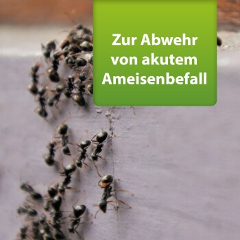 Nahaufnahme von Ameisen an einer Wand mit einem grünen Kasten, der sagt "Zur Abwehr von akutem Ameisenbefall".