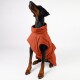 Ein Dobermann trägt einen gemütlichen, rostfarbenen Hundepullover, sitzt aufrecht und schaut nach oben vor einem schlichten weißen Hintergrund.