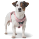 Ein kleiner, weißer Hund mit braunen Flecken, der ein pinkes Geschirr mit einem schwarzen Logo trägt, das "HUNTER" liest.