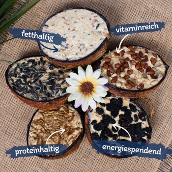 Fünf Haustierfutterprodukte in Kokosnussschalenhälften, beschriftet auf Deutsch: "fetthaltig," "vitaminreich," "proteinhaltig," "energiespendend," mit einer Blume.