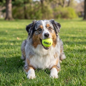Tricolor Australian Shepherd liegt auf Gras und hält einen gelben Tennisball mit der Aufschrift 'KONG' im Maul.