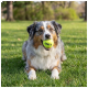 Tricolor Australian Shepherd liegt auf Gras und hält einen gelben Tennisball mit der Aufschrift 'KONG' im Maul.