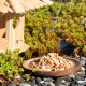 Ein schwarzer Vogel steht neben einem Holzvogelhaus, mit einem Teller gemischter Samen vor ihm, umgeben von grünen Pflanzen und Steinen.