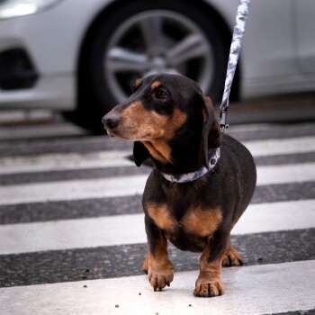 Ein schwarzer und brauner Dackel steht auf einem Zebrastreifen, trägt ein gemustertes Halsband und eine Leine, mit einem verschwommenen Auto im Hintergrund.