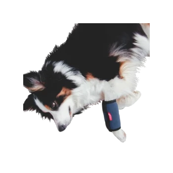 Schwarz-weißer und brauner Hund trägt eine blaue schützende Beinbandage mit rotem Etikett, liegt auf weißem Hintergrund.