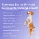 Checkliste auf Deutsch, um zu erkennen, ob Ihr Hund Gelenkunterstützung benötigt, mit einem stehenden Hund vor lila Hintergrund.