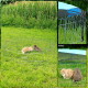 Metall-Tierauslauf mit zwei Kaninchen auf Gras, Nahaufnahmen der Drahtstruktur des Auslaufs und blauer Abdeckung, Marke „dibea“.