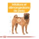 Illustration d'un chien Shar Pei montrant des irritations cutanées et des démangeaisons, avec le texte "Irritations et démangeaisons de peau."