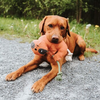 Ein brauner Hund liegt auf einem Kiesweg und hält ein orangefarbenes Spielzeug mit Gesicht, umgeben von Grün und Wildblumen.