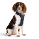 Ein brauner und weißer Hund, der ein marineblaues Geschirr trägt, sitzt vor einem weißen Hintergrund und schaut direkt in die Kamera.