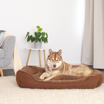 Ein gemütliches braunes Hundebett auf einem plüschigen weißen Teppich, mit einer Topfpflanze auf einem kleinen Tisch in der Nähe und einem Hund, der bequem ruht.