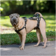 Ein tanfarbener Shar Pei-Hund, der ein schwarzes Geschirr trägt, steht auf einem Weg, umgeben von grünem Gras und Bäumen im Hintergrund.