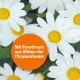 Weiße Gänseblümchen mit gelben Mittelpunkten, mit einem orangefarbenen Kreis, der 'Mit Pyrethrum aus Blüten der Chrysantheme' liest.