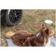 Ein brauner und weißer Hund liegt auf einer grauen Matte, mit einer roten Leine, die an einem Autoreifen befestigt ist. Eine grüne Wasserschüssel steht in der Nähe auf dem Gras.