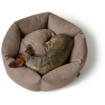 Ein kleiner brauner Hund, der sich in einem gemütlichen, runden beigen Hundebett zusammenrollt, mit dem Rücken zur Kamera.