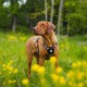 Ein brauner Hund in einem bunten Geschirr steht auf einem Feld mit gelben Blumen und schaut mit einem neugierigen Ausdruck zur Seite.