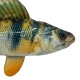 Close-up of a realistic plush perch cat toy with green and yellow stripes, orange fin and lifelike eye