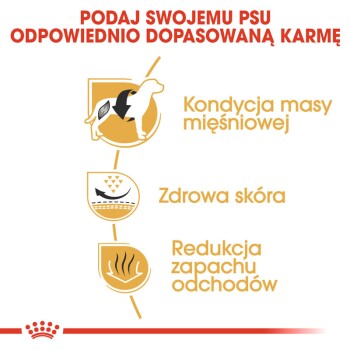 Infografika promująca korzyści z karmy dla psów, z ikoną psa i trzema kluczowymi punktami: 'Stan mięśni', 'Zdrowa skóra' i 'Redukcja zapachu.'