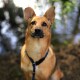Hundehalsband, Retrieverhalsband blau S