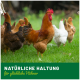 Ein bunter Hahn steht auf einer grasbewachsenen Fläche mit Hennen, mit Text darunter: "NATÜRLICHE HALTUNG für glückliche Hühner."