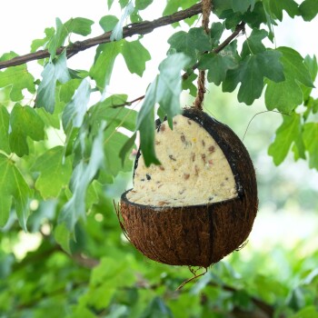 Ein Vogelfutterspender aus Kokosnussschale, gefüllt mit einer Saatgutmischung, hängt von einem Baumzweig umgeben von grünen Blättern.