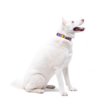Ein weißer Hund mit blauen Augen sitzt anmutig da und trägt ein buntes lila Halsband, das mit gelben und orangefarbenen Designs verziert ist.