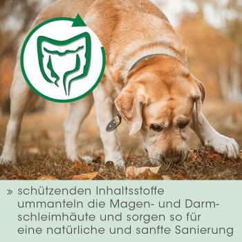 Fütterungsempfehlungen für Haustiere: Katzen (0,5g), kleine Hunde (2g), mittelgroße Hunde (4g), große Hunde (8g); 1 Messlöffel entspricht 8g.